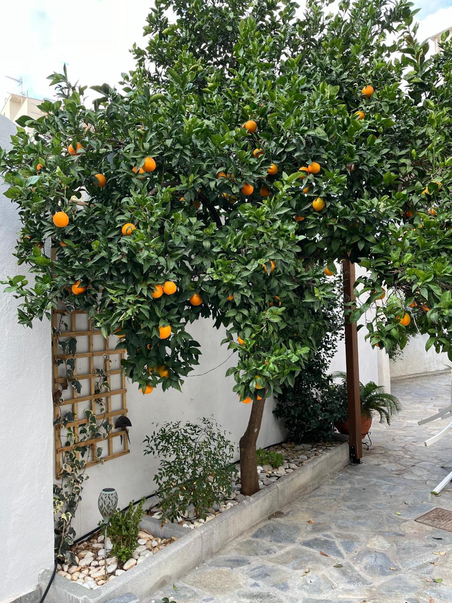 Апартаменти Maria'S Jasmine Волос Екстер'єр фото