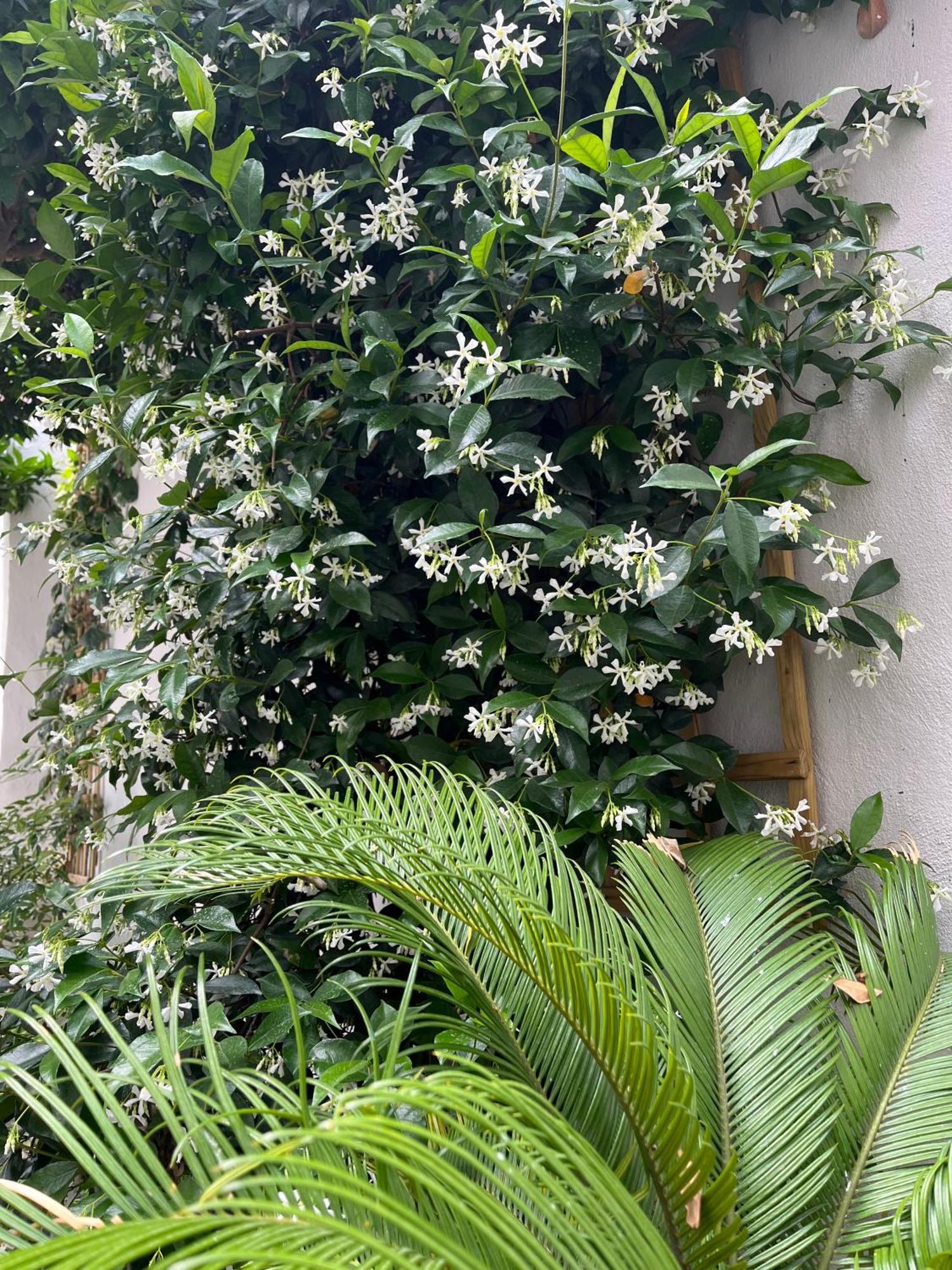 Апартаменти Maria'S Jasmine Волос Екстер'єр фото
